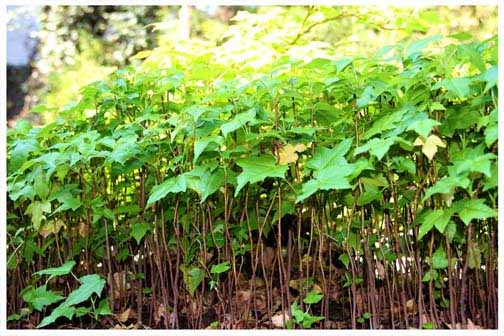 Multidisciplinary Artist